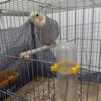 عروس هلندی نر