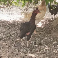 مرغ وخروس لاری
