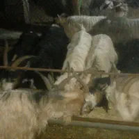 بز چاق|حیوانات مزرعه|دزفول, |دیوار