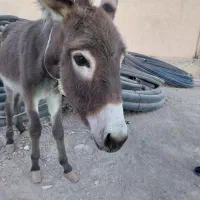 الاغ یا خر یک ساله ماده