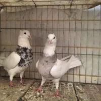 طوقی و رنگی|پرنده|اصفهان, بوستان ناژوان|دیوار