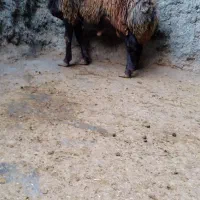 گوسفند بره نر چاق پرگوشت پرواری درجه یک