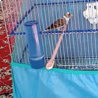 سهره قناری ابلغ|پرنده|کامیاران, |دیوار