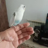 نر دستی کاملا رام ۲ماهه