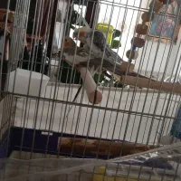 دوعدد عروس هلندی