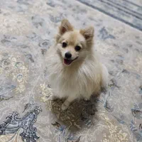 به خاطر کارم نمیتوانم نگهش دارم