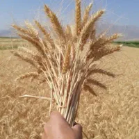 دو هکتار اجاره زمین کشاورزی در روستای کرد|اجارهٔ دفتر صنعتی، کشاورزی، تجاری|آق قلا, |دیوار