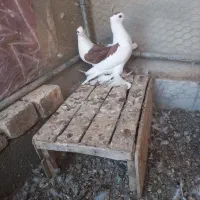 کفتر پشت کاکل شاخ|پرنده|کاشمر, |دیوار