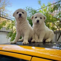 توله سگهای .گارد آپارتمانی .نگهبان .گربه