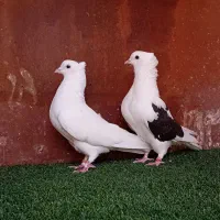 کبوتر پرشی ( بندرگز)|پرنده|گرگان, |دیوار