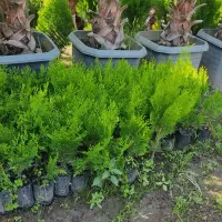 کامیس نکدار ، پالم ، فوتونیا ، یاس ، شمشاد|خدمات باغبانی و درختکاری|کلاچای, |دیوار