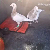 یک جفت کله هما