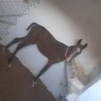 سلام کره اسب عرب به فروش میرسد بخاطر بی جای..|حیوانات مزرعه|هلیلان, |دیوار