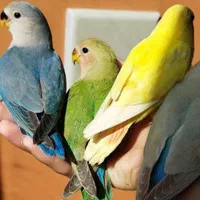 انواع طوطی برزیلی نر ماده مولد جوجه بالغ سخنگو رام|پرنده|تهران, استاد معین|دیوار