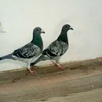 یک جفت کبوتر پلاکی مسافت بلند با ظمانت|پرنده|مشهد, نوید|دیوار