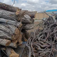 خرید درخت و چوب