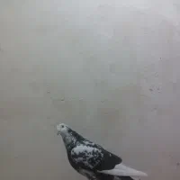 کبوتر|پرنده|نورآباد, |دیوار