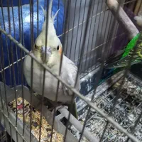 عروس هلندی|پرنده|اسلام‌شهر, شهرک مصطفی خمینی|دیوار