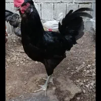 خروسمرغ گوشتی نذری