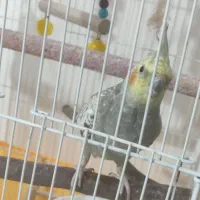 عروس هلندی نر سخنگو.به همراه قفس و اسباب بازی