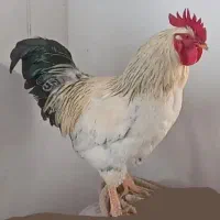 پکنیک ۲ کیلویی