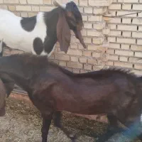 بز نر پاکستانی در شادگان|حیوانات مزرعه|شادگان, |دیوار