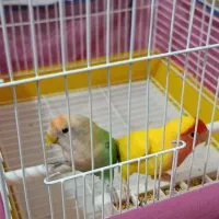 کوتوله برزیلی|پرنده|زنجان, |دیوار