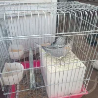 عروس سینامون مولد.|پرنده|کرمان, |دیوار