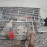 یک جفت عروس مولد با جوجه فوری|پرنده|دامغان, |دیوار