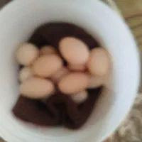 تخم نطفه دار مرغ گلین و مرندی لاری ویاندوت و غیر