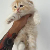 اسکاتیش تپلی