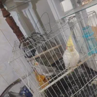 عروس هلندی جفت به شرط تخم