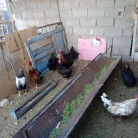 مرغ خروس محلی،اردک