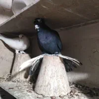 قره اغ گویروخ