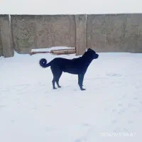 سگ‌سرابی|سگ|خرمدره, |دیوار