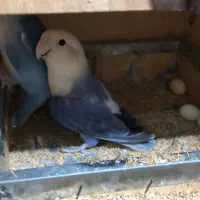 برزیلی ماده تک و جفت مولد|پرنده|یزد, |دیوار