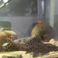 کت فیش|ماهی|کرمان, |دیوار