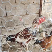 خروس لاری|حیوانات مزرعه|سراوان, |دیوار