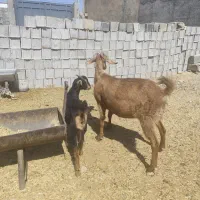 فروش بز کهره