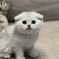 اسکاتیش فولد