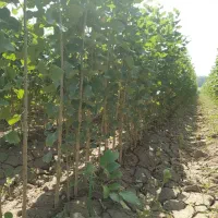 فرصت محدود- نمایندگی فروش نهال صنوبر در استان شما