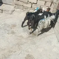 ۷عدد بی نر دونی ۱۰