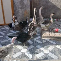 قوغاز و اردک خارجی|حیوانات مزرعه|کرباسک, |دیوار