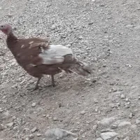 بوقلمون ماده  سالم و تمیز