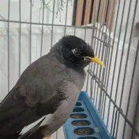 مرغ مینا سخنگو