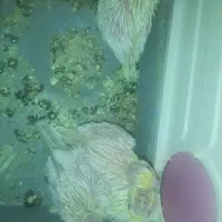 چهارعددجوجه سرلاکی|پرنده|بهشهر, |دیوار