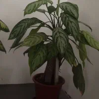 گل دیفن|گل و گیاه طبیعی|سنقر, |دیوار