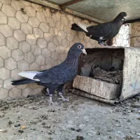 جفت پلنگ