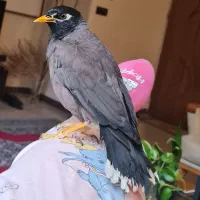 مرغ مینا