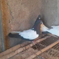 کبوتر سینه ای .کله ای.دم قهوه ای|پرنده|نهاوند, |دیوار